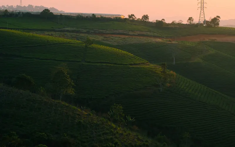 Da Lat tea fields at sunrise