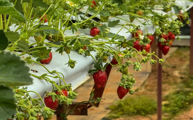 Strawberry plants in a greenhouse in Da Lat